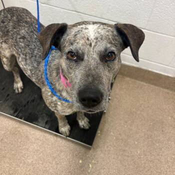 Callie -  Cattle Dog Dog for Adoption in Ardmore, Oklahoma - Callie | PetCurious