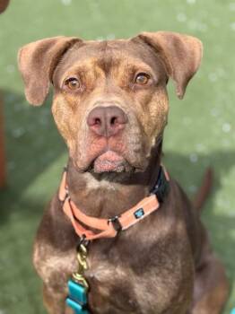 Labrador Retriever and Mixed Breed Dogs Available for Adoption in Methuen, Massachusetts - SKINNY QUINNY | PetCurious
