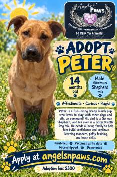 Peter -  German Shepherd Dog and Boxer Dog for Adoption in Rancho Cucamonga, California - Peter | PetCurious