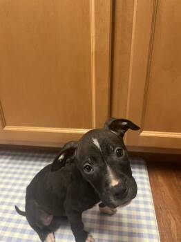 Pit Bull Terrier Dogs Available for Adoption - TRACE | PetCurious