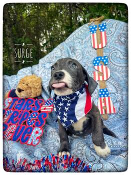 Surge -  American Bulldog and Pit Bull Terrier Dog for Adoption in Sebring, Florida - Surge | PetCurious