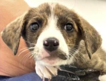 Birch -  Australian Shepherd Dog for Adoption in Copiague, New York - Birch | PetCurious