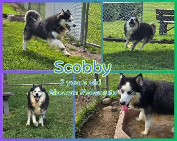 Scobby -  Alaskan Malamute Dog for Adoption in Franklin, Indiana - Scobby | PetCurious
