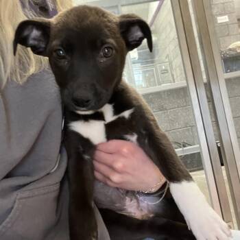 Labrador Retriever and Shepherd Dogs Available for Adoption - Zoe | PetCurious