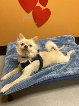 Mixed Breed Dogs Available for Adoption in Bellingham, Washington - Lentil | PetCurious