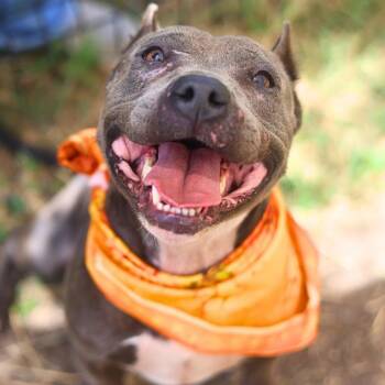 XENIA -  American Staffordshire Terrier Dog for Adoption in San Antonio, Texas - XENIA | PetCurious