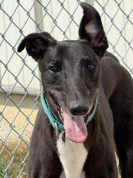 Smokee -  Greyhound Dog for Adoption in Westerville, Ohio - Smokee | PetCurious