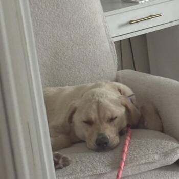 Kayla -  Yellow Labrador Retriever and Mixed Breed Dog for Adoption in Potomac, Maryland - Kayla | PetCurious