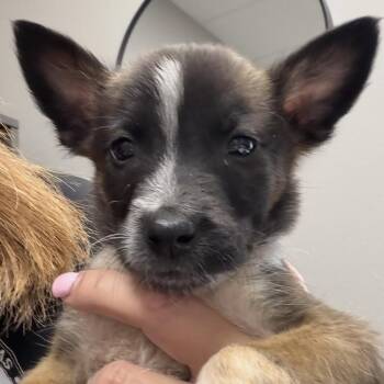 Brody -  Mixed Breed Dog for Adoption in Midland, Texas - Brody | PetCurious