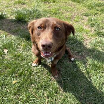 Chocolate Labrador Retriever and Mixed Breed Dogs Available for Adoption - Lego | PetCurious