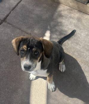 Razor -  Shepherd Dog for Adoption in Lafayette, Colorado - Razor | PetCurious