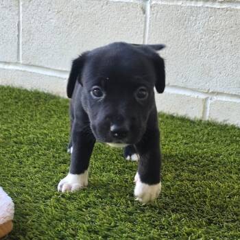 Rescue Jack Russell Terrier and Mixed Breed Dogs for Adoption in Loxahatchee Groves, Florida - VALE 5457 | PetCurious