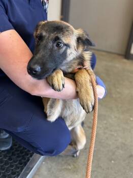Rescue German Shepherd Dog Dogs for Adoption in Ontario, California - YELENA | PetCurious