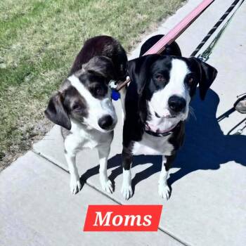 Oaken -  Mixed Breed Dog for Adoption in Rochester, Minnesota - Oaken | PetCurious