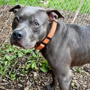 Waldo -  Pit Bull Terrier Dog for Adoption in Riverwoods, Illinois - Waldo | PetCurious