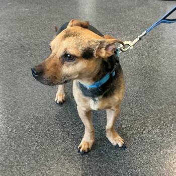 Mixed Breed Dogs Available for Adoption in Allentown, Pennsylvania - Bam Bam | PetCurious