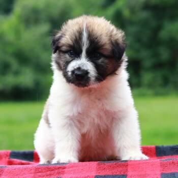 CT Bonjour avail Aug 15 (Stafford Farmers Mkt- Stafford, CT) -  Collie and Shepherd Dog for Adoption in Stormville, New York - CT Bonjour Avail Aug 15 (Stafford Farmers Mkt- Stafford, CT) | PetCurious