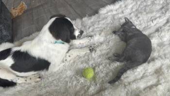 Justin -  Saint Bernard and Standard Poodle Dog for Adoption in Fort Worth, Texas - Justin | PetCurious