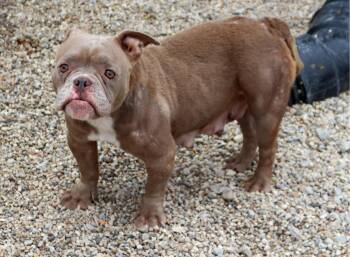 Glenda -  Bulldog Dog for Adoption in Watertown, Wisconsin - Glenda | PetCurious