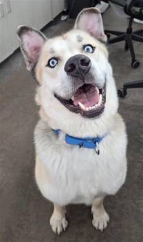 Mixed Breed Dogs Available for Adoption in Dallas, Texas - MONTE | PetCurious