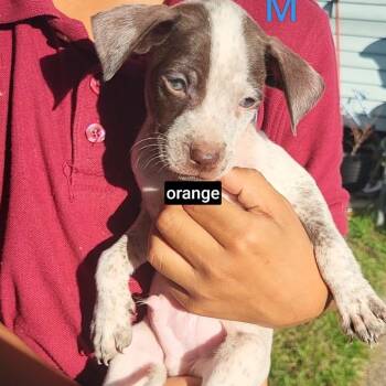 Tostada -  German Shorthaired Pointer and Mixed Breed Dog for Adoption in New Orleans, Louisiana - Tostada | PetCurious