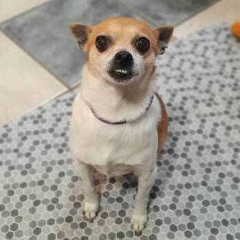 Chihuahua Dogs Available for Adoption - Dolly | PetCurious