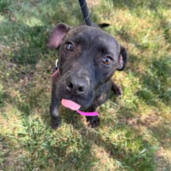 Rescue Pit Bull Terrier Dogs for Adoption in Northville, Michigan - Star | PetCurious