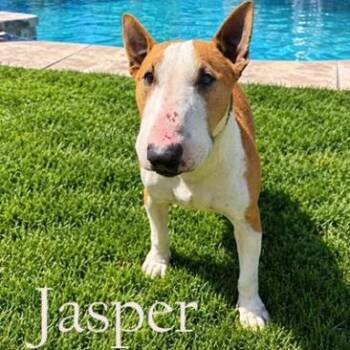 Jasper -  Bull Terrier Dog for Adoption in Palm Desert, California - Jasper | PetCurious