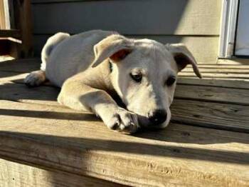Rescue Labrador Retriever and Mixed Breed Dogs for Adoption in Wichita, Kansas - Otis | PetCurious