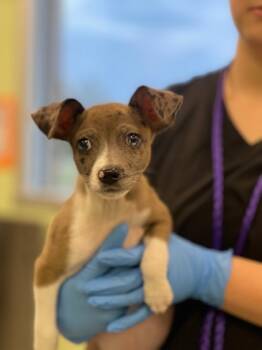 Rescue Terrier and Mixed Breed Dogs for Adoption in Longview, Texas - Waldo | PetCurious
