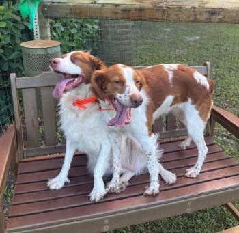 DOLLY & KELSEA -  Brittany Spaniel Dog Available for Adoption in Palm City, Florida - DOLLY & KELSEA | PetCurious