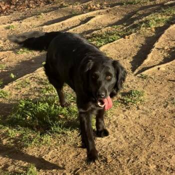 German Shepherd Dog and Mixed Breed Dogs Available for Adoption - HERSHEY | PetCurious