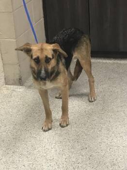 German Shepherd Dog and Mixed Breed Dogs Available for Adoption in Conroe, Texas - A428385 | PetCurious