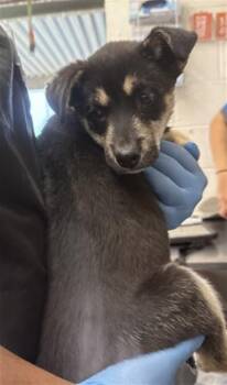 German Shepherd Dog Dogs Available for Adoption - BAILEY | PetCurious