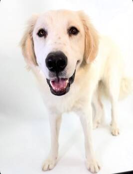 Huck -  Great Pyrenees Dog for Adoption in Scottsdale, Arizona - Huck | PetCurious