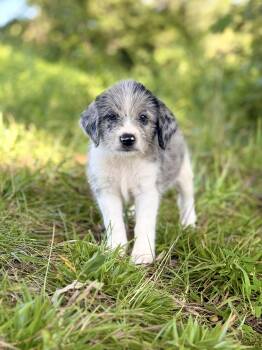 Willie- Transport -  Wheaten Terrier and Australian Shepherd Dog for Adoption in Gradyville, Kentucky - Willie- Transport | PetCurious