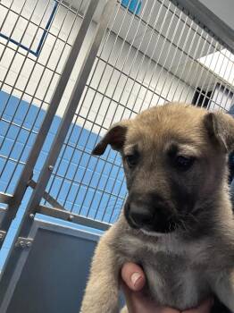 Shepherd Dogs Available for Adoption - Kara (Kx4) | PetCurious
