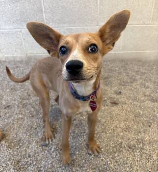 Mouse -  Carolina Dog Dog for Adoption in Phoenix, Arizona - Mouse | PetCurious