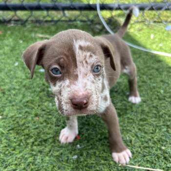 Terrier Dogs Available for Adoption in Jupiter, Florida - Sees | PetCurious