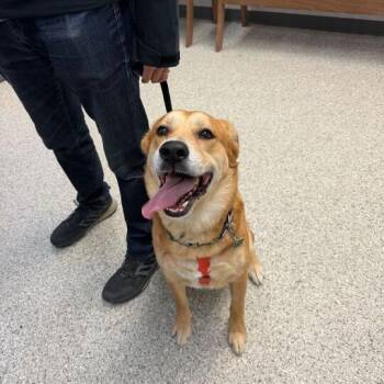 Yellow Labrador Retriever Dogs Available for Adoption in Enfield, New Hampshire - Buddy | PetCurious
