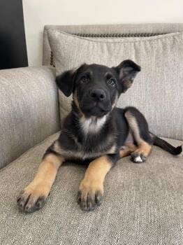 Mixed Breed Dogs Available for Adoption in Thousand Oaks, California - Bizzy | PetCurious