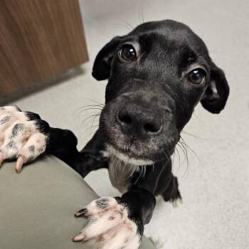 Zorro (Coming soon) -  Mixed Breed Dog for Adoption in Naperville, Illinois - Zorro (Coming Soon) | PetCurious