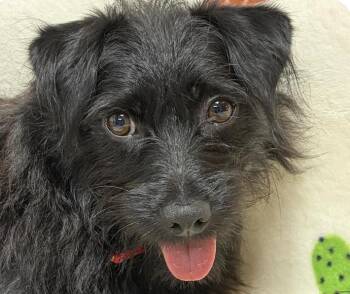Hailey -  Terrier Dog for Adoption in San Ramon, California - Hailey | PetCurious