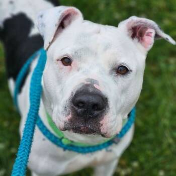 Rescue American Bulldog Dogs for Adoption - Elsie | PetCurious