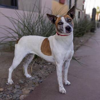Mixed Breed Dogs Available for Adoption in Palm Springs, California - Marisol | PetCurious