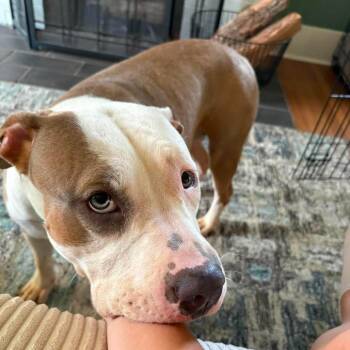 Lucille -  Pit Bull Terrier and Mixed Breed Dog for Adoption in Springfield, Missouri - Lucille | PetCurious