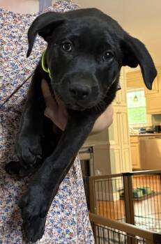 Labrador Retriever Dogs Available for Adoption in Garner, North Carolina - Havarti | PetCurious