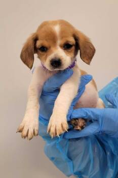 Chihuahua and Mixed Breed Dogs Available for Adoption in Chillicothe, Ohio - Tiana | PetCurious