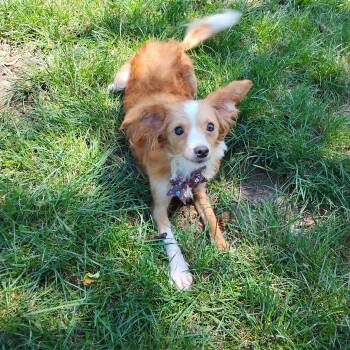 Piper -  Chihuahua Dog Available for Adoption in Salisbury, Maryland - Piper | PetCurious