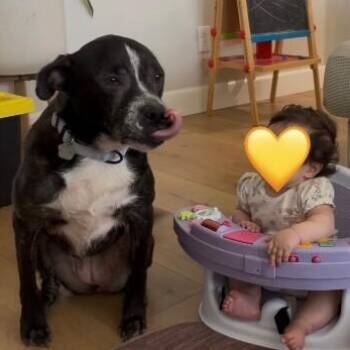 Moxie Foxie Friend to All -  Pit Bull Terrier and Labrador Retriever Dog for Adoption in Friendswood, Texas - Moxie Foxie Friend To All | PetCurious